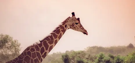 Philippines - eTravel